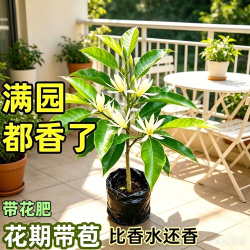 白玉兰盆栽白兰花苗黄角兰树苗四季开花玉兰花阳台庭院浓香型花卉