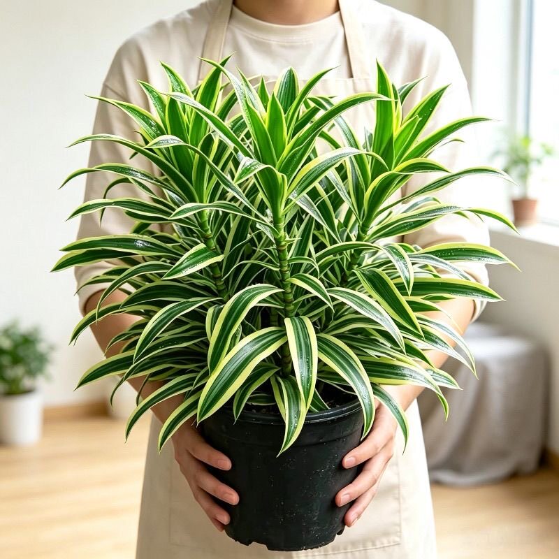 正宗金心百合竹花客厅多头室内室外送礼开业好养绿植净化空气老桩