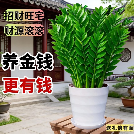 好养金钱树盆栽钱串子耐旱植物室内客厅办公室绿植净化空气发财树