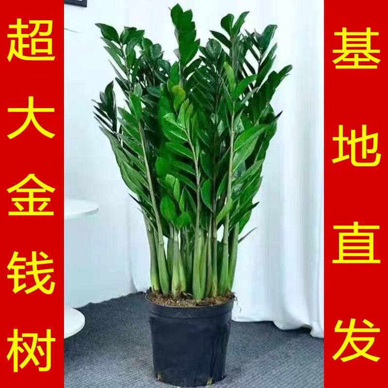 金钱树盆栽植物办公室内花卉大绿植客厅好养四季常青招财钱串盆景