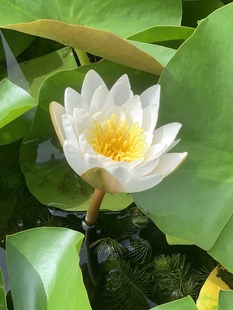 运费链接宣化上谷战国红玛瑙直播勿拍