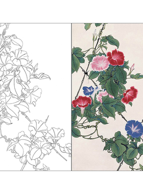 TP337于非工笔画牵牛花白描底稿国画花鸟临摹线描画实物打印稿