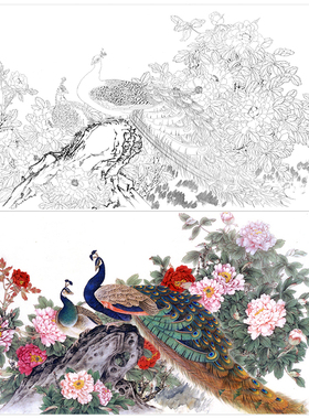 工笔画牡丹孔雀白描底稿