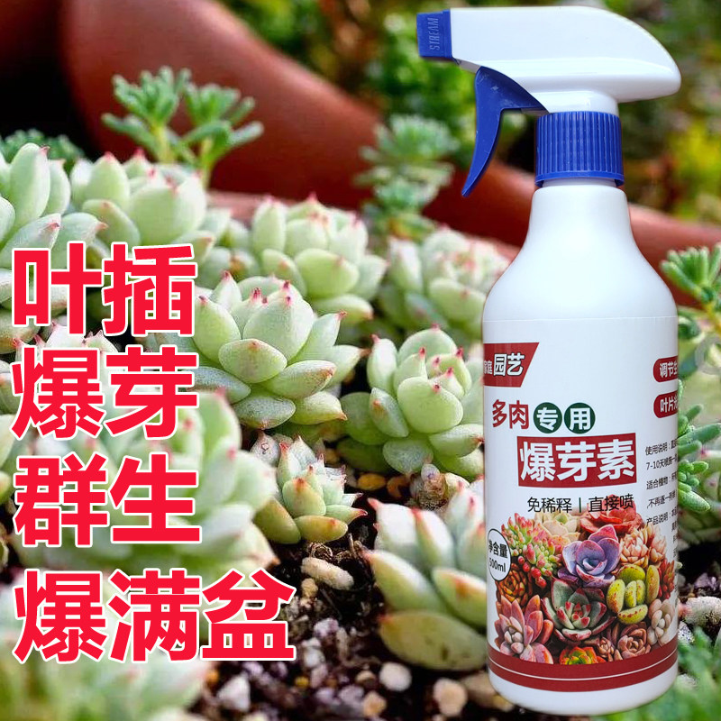 多肉爆芽素群生爆头叶插催芽发芽剂壮苗素防徒长优芽素法师营养液
