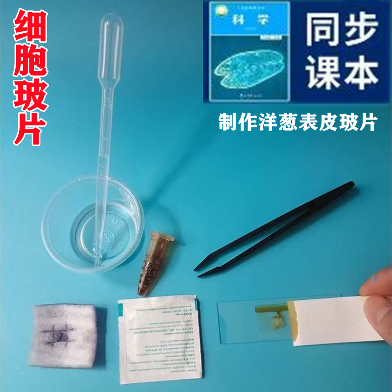 科学实验观察洋葱表皮细胞玻片