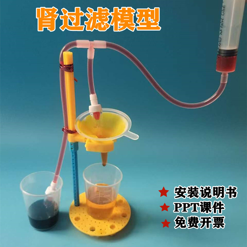 肾过滤模型生物教具尿液形成材料