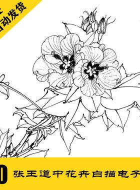 G027 王道中花卉白描 工笔线稿40张 花鸟线描国画 24小时自动发货