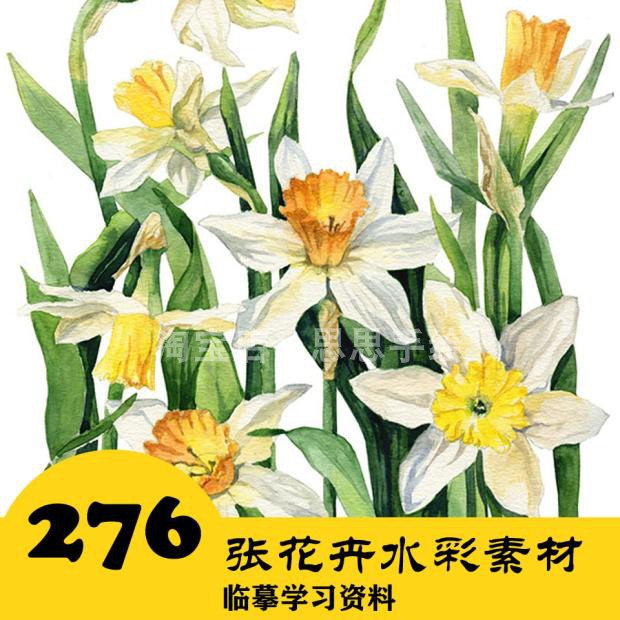 C007 花卉水彩画 作品电子图276张 植物手绘 24小时自动发货