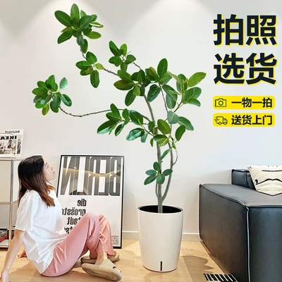 北京孟加拉榕树盆栽四季常青好养