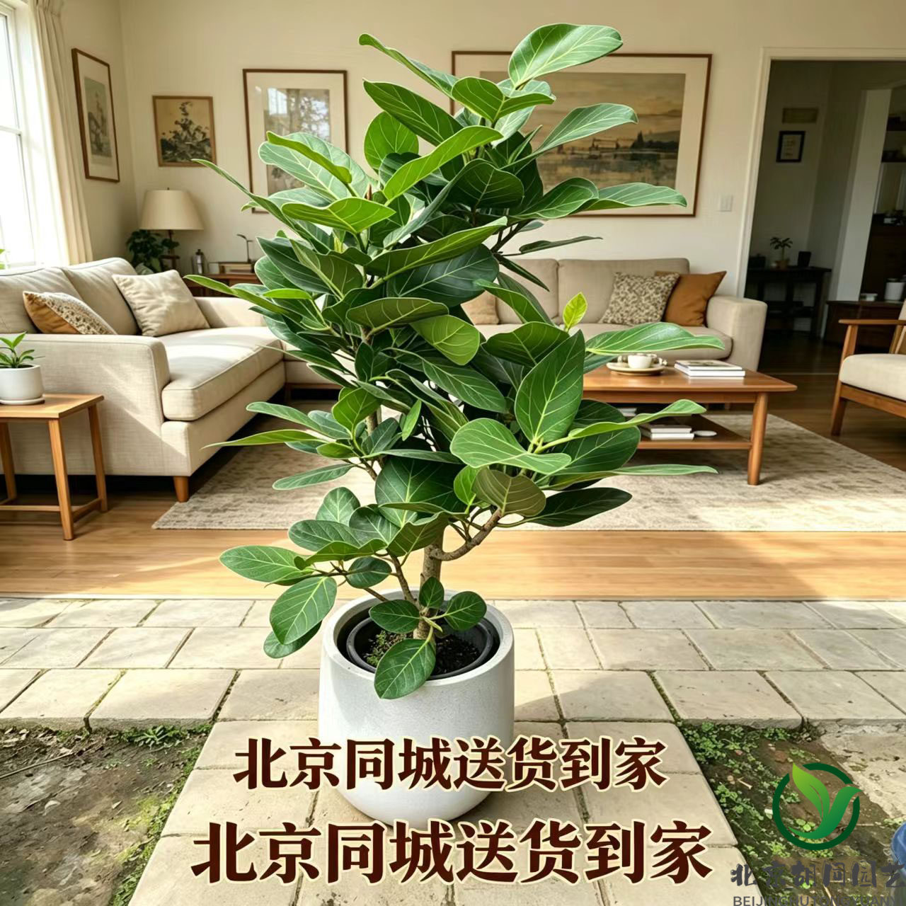 北京室内办公室耐阴好养组合绿植面包树孟加拉马尾铁龙血树小天使
