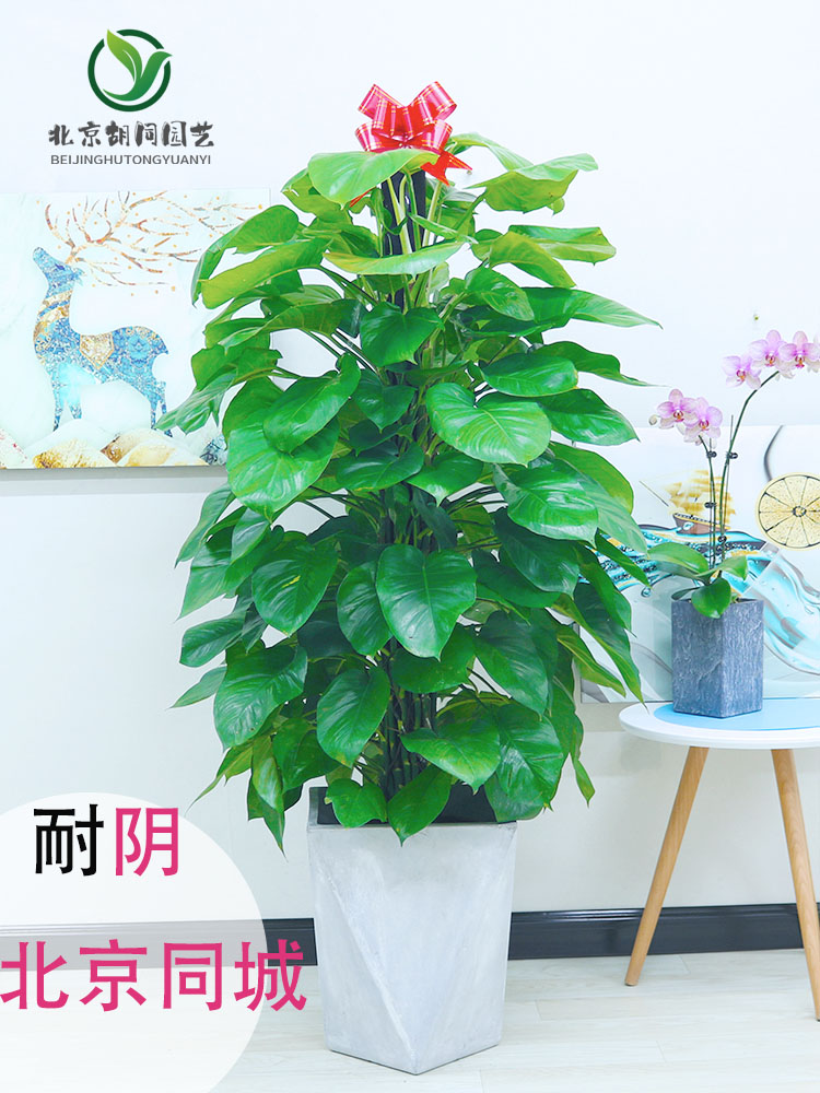 大绿萝绿植吸甲醛防辐射