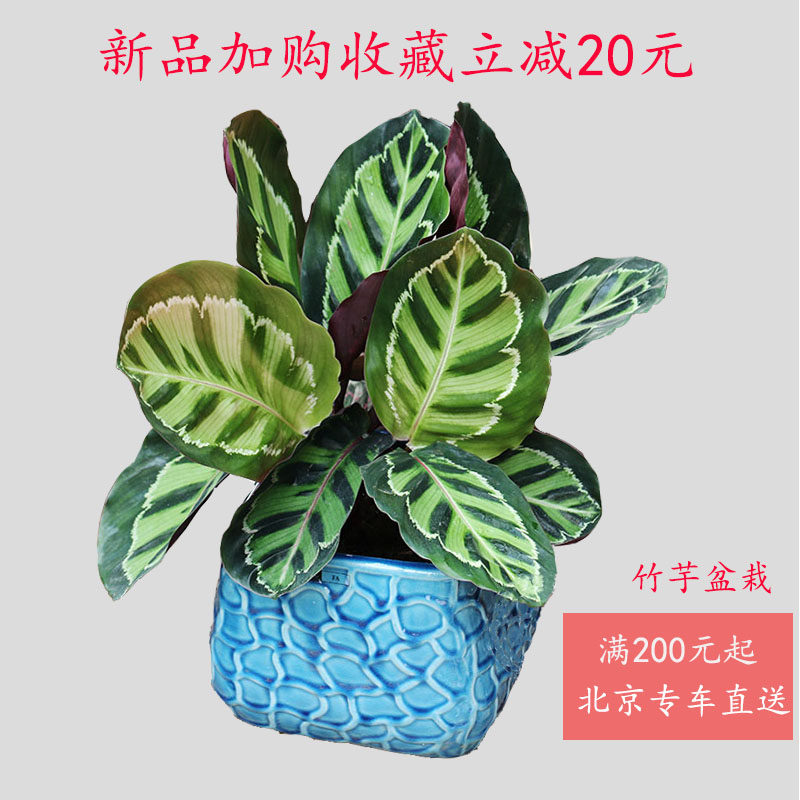 北京美丽竹芋植物紫背竹芋室内七彩猫眼俏美人吸甲醛耐荫净化空气