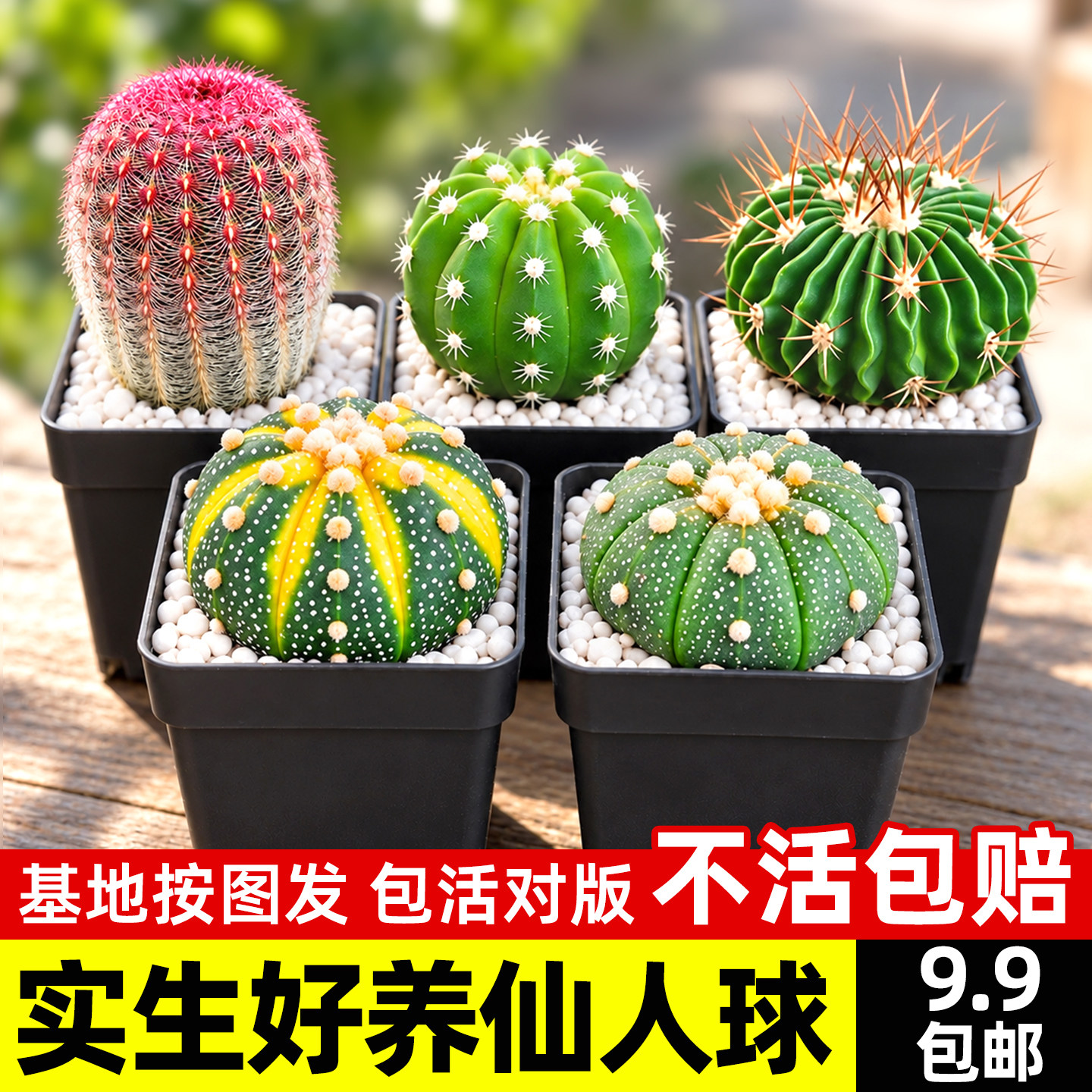 仙人球组合盆栽多品种任选绯花玉红太阳基地直发办公室桌面好养活