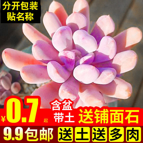 绿植组合花卉带盆办公桌多肉植物