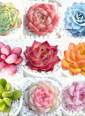 多肉植物幼儿园组合盆栽小绿植花卉玉露大颗好养室内肉肉带盆多头