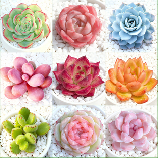 多肉植物幼儿园组合盆栽小绿植花卉玉露大颗好养室内肉肉带盆多头