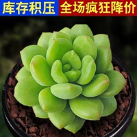 Зеленый Чуньменг, одиночное растение высотой 3-5 см.