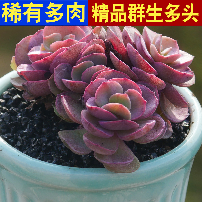 绿植带盆办公桌稀有品种多肉植物