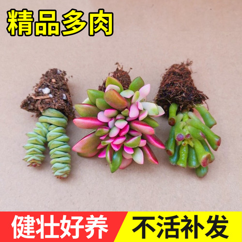 多肉植物组合旺财吸财树钱串吹雪阳台办公室桌面懒人精品绿植花卉