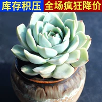 Луна Фея 3-5 см одиночной головы