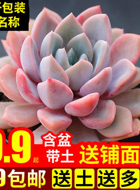 绿植组合带盆办公桌多肉植物特价