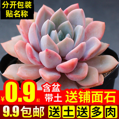 绿植组合带盆办公桌多肉植物特价