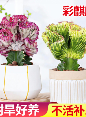 玉麒麟红色麒麟盆栽旺财镇宅彩麒麟客厅办公室招财小摆件净化空气