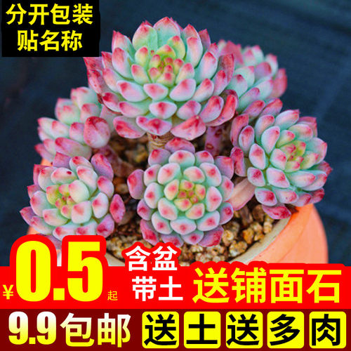 多肉植物室内组合小带盆办公桌