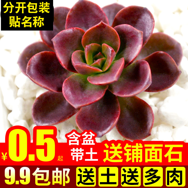 绿植带盆套餐办公桌巧克力方砖
