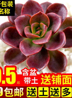绿植带盆套餐办公桌巧克力方砖