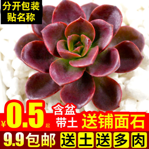 绿植带盆套餐办公桌巧克力方砖