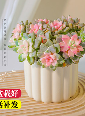 紫雾多肉植物淡雪锦老桩室内盆栽群生多头办公室桌面高端绿植花卉