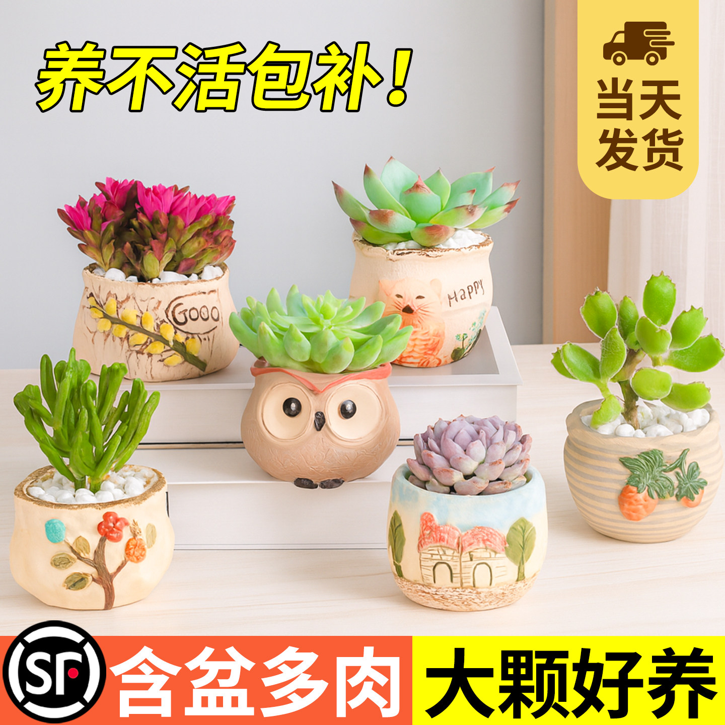 多肉植物组合小盆栽幼儿园礼物办公室内桌面老桩大颗新手好养绿植