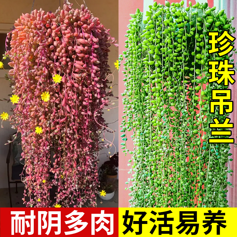 多肉植物情人泪长藤好养耐阴