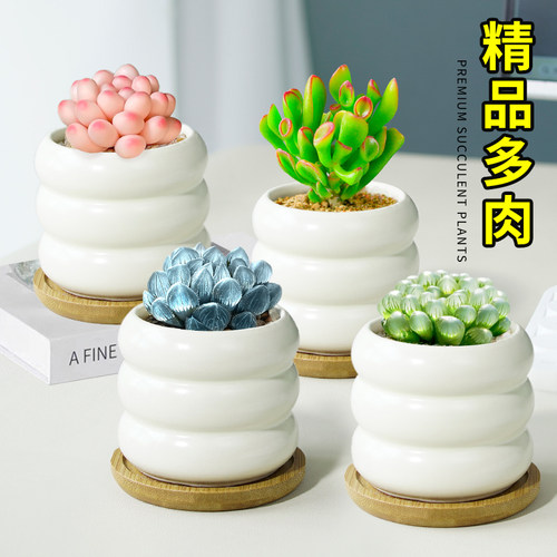 玉露多肉植物室内盆栽带盆栽好熊童子精品桃蛋高端办公室绿植盆景