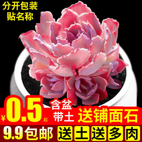 晚霞之舞多肉植物大棚拆迁