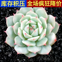 Jingye 3-5 см одиночной головы