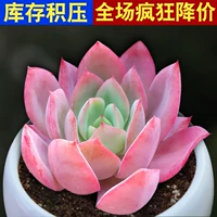 Qiluo 3-5 см одиночной головы
