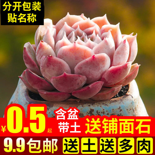 绿植含盆带土多肉植物特价清仓