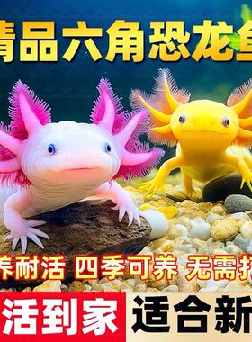 水族宠物六角恐龙鱼淡水冷水鱼蝾螈活体六角龙好养易活观赏网红鱼