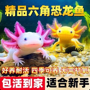 水族宠物六角恐龙鱼淡水冷水鱼蝾螈活体六角龙好养易活观赏网红鱼