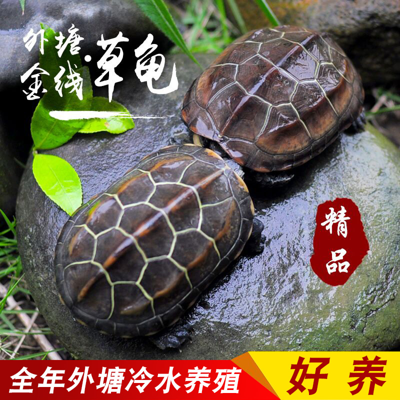 外塘苏北金线草龟小乌龟活物长寿龟小宠中华龟金钱稀有墨龟陆地
