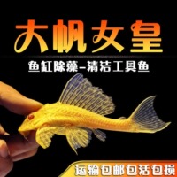 清道夫鱼红眼女王大帆鱼缸清洁工除藻工具黄金胡子鱼淡水热带观赏