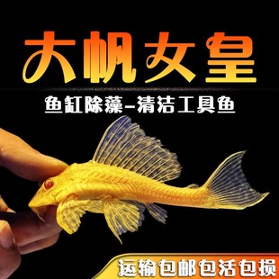 清道夫鱼红眼女王大帆鱼缸清洁工除藻工具黄金胡子鱼淡水热带观赏