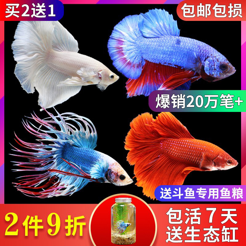 水宠世家泰国泰国斗鱼马尾