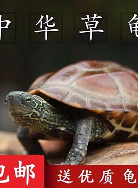 纯种外塘中华草龟活物乌龟苏北金线龟苗墨龟宠物观赏龟陆地网红龟