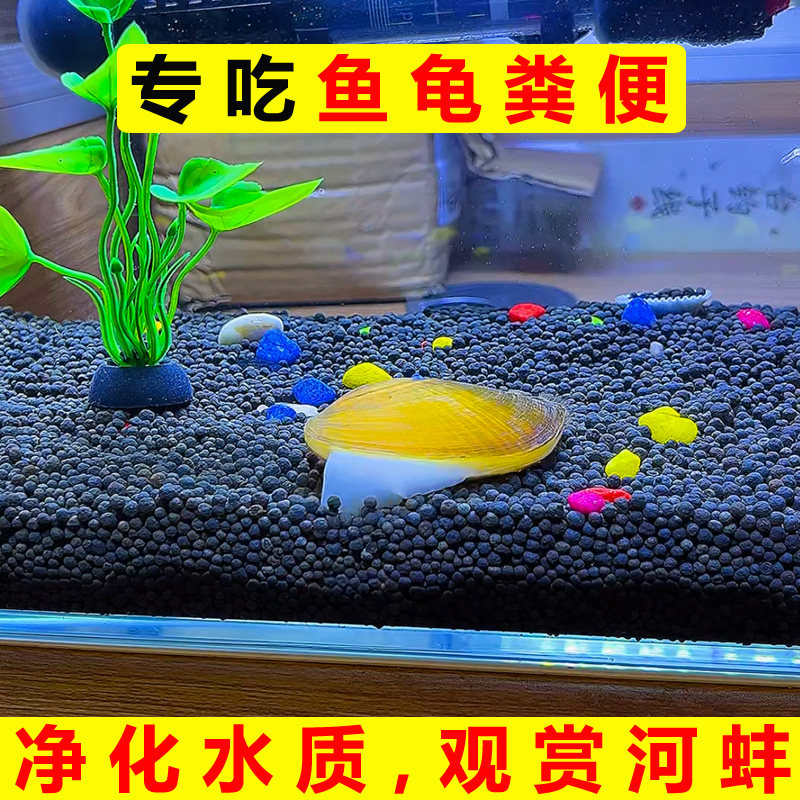 专吃鱼屎粪便黄金小河蚌河蚬淡净水观赏螺鲜活物吃龟粪的螺净化水