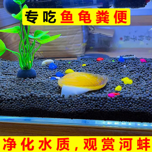 河蚌观赏螺吃粪便净化水质