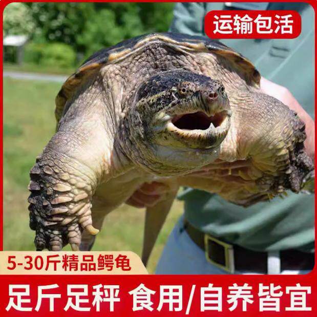 纯种鳄龟活物食用观赏宠物龟幼苗中美拟杂大鳄鱼龟食用活的幼苗