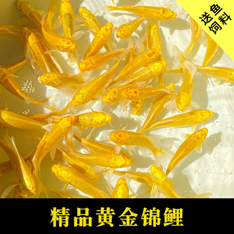 锦鲤鱼黄金金鱼冷水鱼观赏鱼